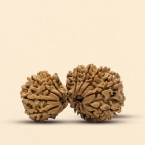 16 Mukhi Gauri Shankar Rudraksha