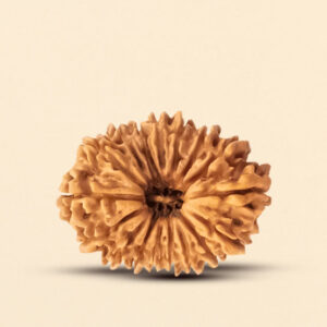 21 Mukhi Rudraksha