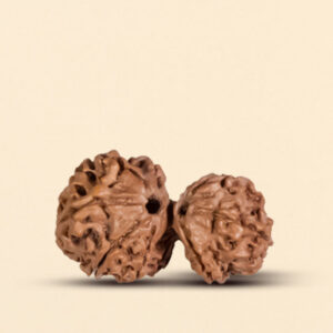 8 Mukhi Gauri Shankar Rudraksha