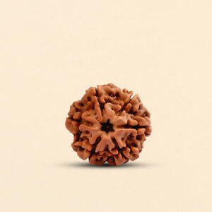 6 Mukhi Rudraksha